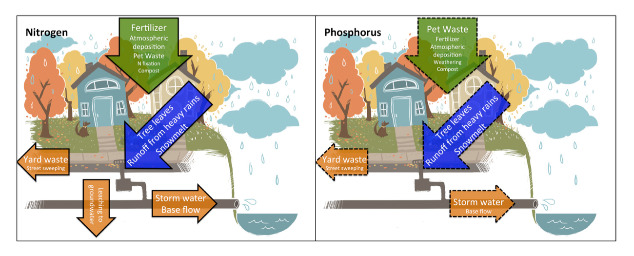 Figure 8. Overview of the major new inputs (green arrows) and outputs (orange arrows) of nutrients to and from urban watersheds, and processes that move nutrients from land to streets and stormdrains (blue arrows)