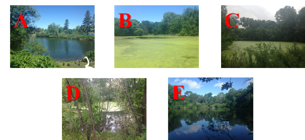 Figure 3. Stormwater pond field sites. Pond A is in St. Cloud, Pond B is in Minnetonka, and Ponds C, D, and E are in Roseville.